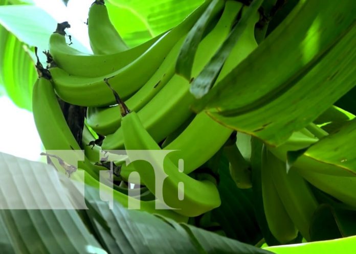 Foto: Oro verde, gran producción de plátano desde la Isla de Ometepe / TN8