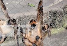 Foto: El Zoológico de Nicaragua sigue siendo el destino favorito de las familias nicaragüenses. Más de 1.200 animales te esperan ./TN8