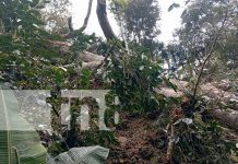 Foto: Tragedia en Jalapa: hombre muere al ser alcanzado por rama de árbol mientras trabajaba/TN8