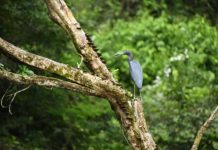 Foto: Unidos por la naturaleza: MARENA refuerza protección de Los Guatuzos-Río San Juan /Cortesía